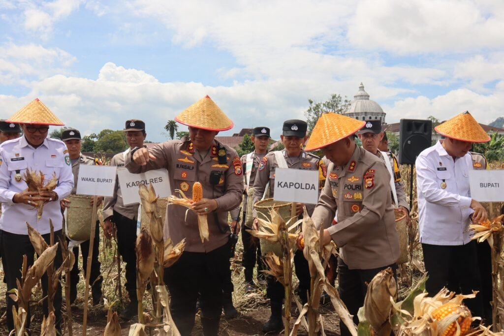 Kapolda Bengkulu Panen Jagung Bhayangkara Merah Putih, Sebagai Wujud Sinergitas Polda Bengkulu bersama Pemda Provinsi Bengkulu dan PT YKB Merah Putih