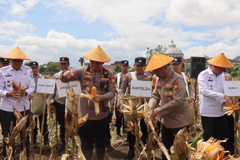 Kapolda Bengkulu Panen Jagung Bhayangkara Merah Putih, Sebagai Wujud Sinergitas Polda Bengkulu bersama Pemda Provinsi Bengkulu dan PT YKB Merah Putih